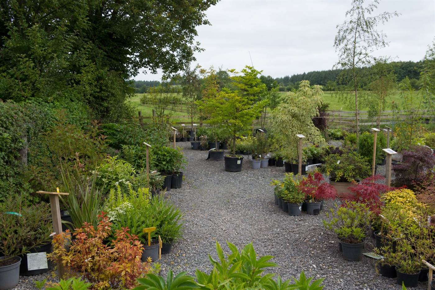 Nursery landscape with mature planting