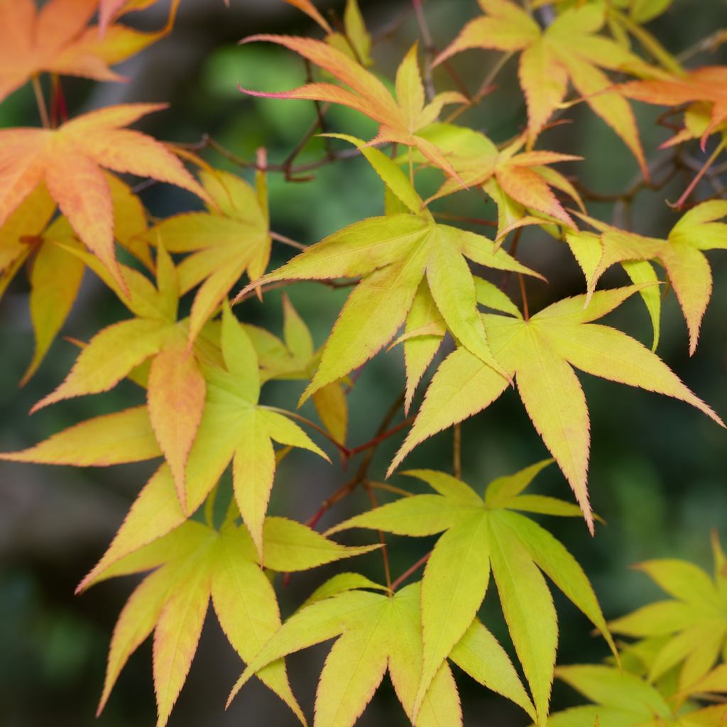Japanese maple foliage