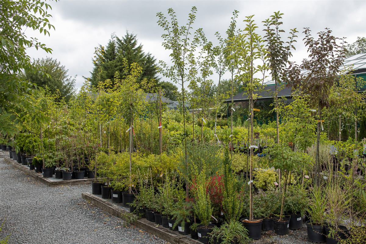 Plant beds and gravel paths at Ashbank Nursery